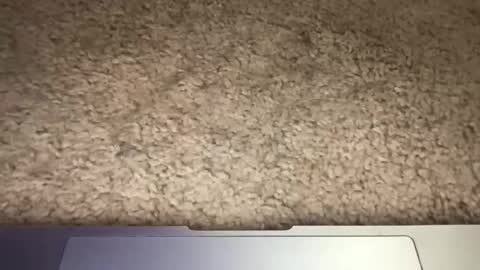 3dging_sub online show from March 2026 03:24:02 AM