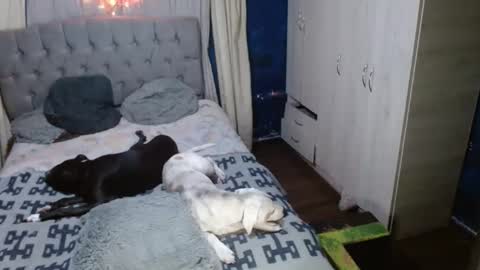 Snapshot of _azalea_65 chatting on September 2025 02:55:01 AM _azalea_65 online show from September 2025 02:55:01 AM