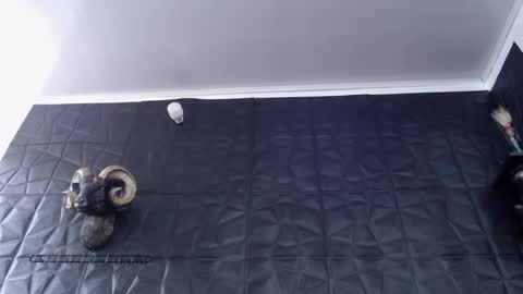  Miss Agata  online show from February 2026 06:28:01 PM