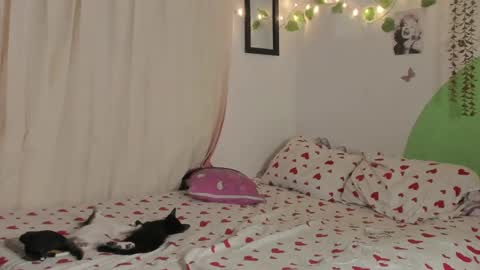           online show from December 2024 01:56:01 AM