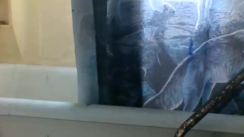 allwolf0323 online show from November 2025 03:24:02 PM