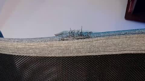 Snapshot of alphrodite_589 chatting on November 2025 08:11:01 PM Shane online show from November 2025 08:11:01 PM