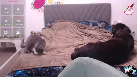 Snapshot of anna_ana chatting on January 2026 06:10:01 PM Anadirectgirl online show from January 2026 06:10:01 PM