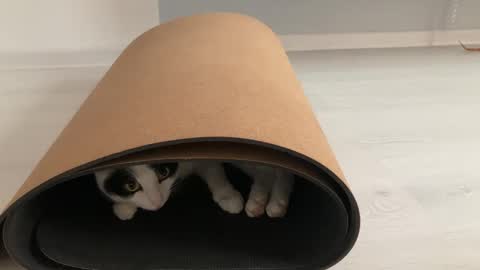 Snapshot of anntics_ chatting on October 2025 08:57:02 AM N  antics online show from October 2025 08:57:02 AM