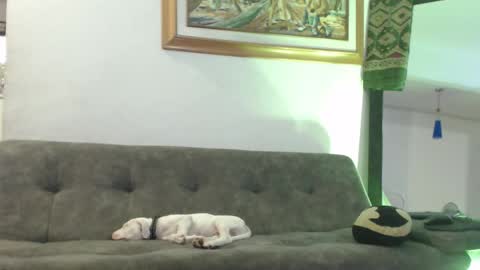 Hadez online show from February 2025 11:02:01 PM