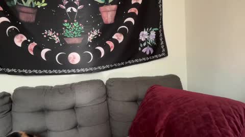 Snapshot of aria_fields_ chatting on December 2024 05:33:01 PM Aria Fields online show from December 2024 05:33:01 PM