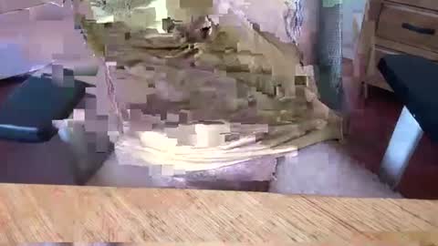 Snapshot of aussielatino82 chatting on March 2025 05:07:02 AM Rich online show from March 2025 05:07:02 AM