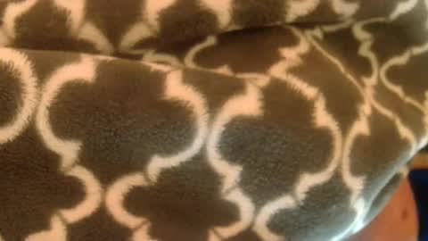 bearplay1111 online show from February 2025 10:59:01 AM