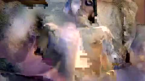 Snapshot of bigwytecock1979 chatting on December 2024 07:16:02 AM bigwytecock1979 online show from December 2024 07:16:02 AM