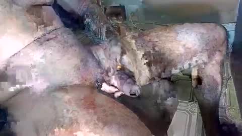 blackedbigdick online show from October 2025 07:03:01 PM