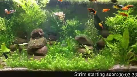 Booker Baxton online show from February 2026 04:08:01 AM