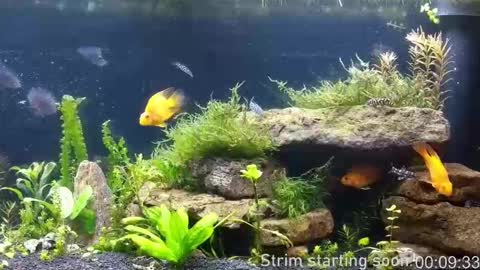 Booker Baxton online show from March 2026 03:01:01 AM