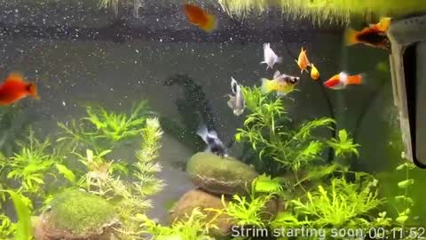 Booker Baxton online show from April 2026 03:00:01 AM