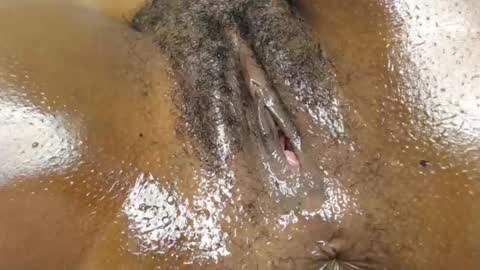 Brownie online show from July 2026 08:00:02 PM