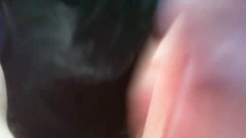 bullemoe online show from March 2025 07:05:02 AM