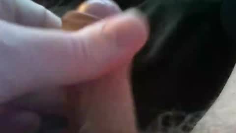 bullemoe online show from October 2025 02:37:01 PM