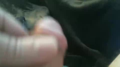 bullemoe online show from October 2025 08:18:01 AM