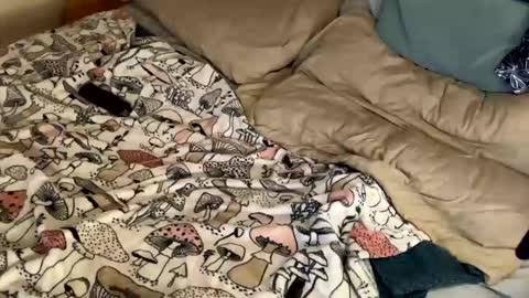 Cadillac P online show from December 2024 11:17:02 PM