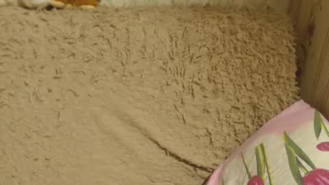 Snapshot of candylady136 chatting on December 2024 06:14:01 PM say meow and send tip online show from December 2024 06:14:01 PM