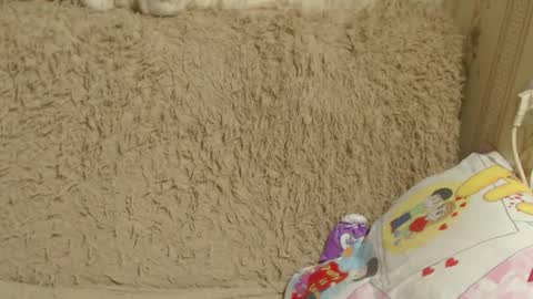 Snapshot of candylady136 chatting on December 2024 03:42:02 PM say meow and send tip online show from December 2024 03:42:02 PM