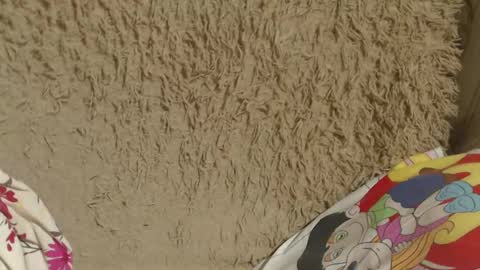 Snapshot of candylady136 chatting on February 2025 08:05:01 PM say meow and send tip online show from February 2025 08:05:01 PM