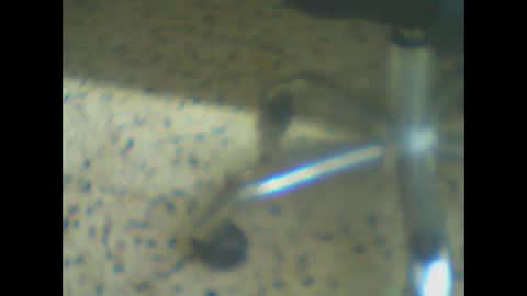 castells online show from March 2026 05:18:02 PM