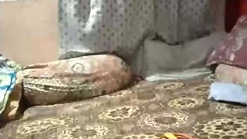 Stormydick online show from January 2026 03:17:02 PM