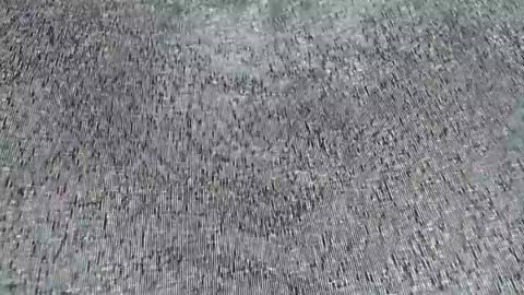Daisy online show from June 2026 10:18:01 AM