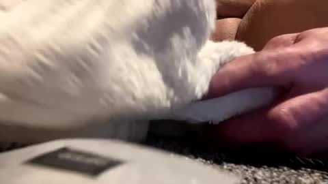 Aprilia online show from January 2025 08:42:01 AM