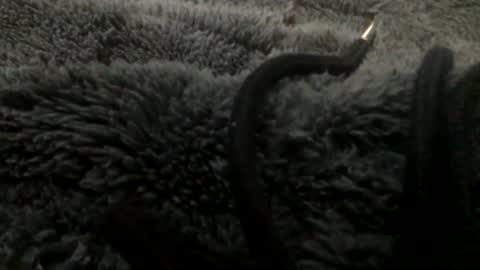 Snapshot of cutcockguy1975 chatting on January 2025 11:15:02 PM Steve online show from January 2025 11:15:02 PM