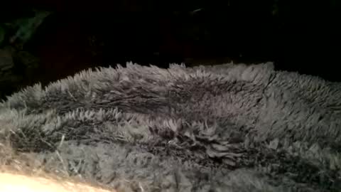 Snapshot of cutcockguy1975 chatting on March 2025 07:36:01 PM Steve online show from March 2025 07:36:01 PM