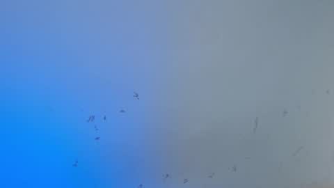 Snapshot of dakkotta_curvy chatting on October 2025 08:03:01 AM VALENTINA online show from October 2025 08:03:01 AM