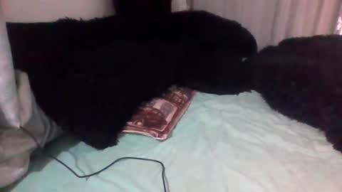 dani9821569006 online show from September 2025 03:00:02 PM