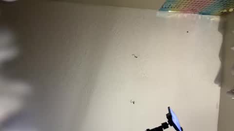 Dani Dragon online show from February 2025 10:50:02 AM