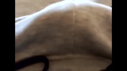 deliv_shopi online show from February 2026 02:48:01 PM