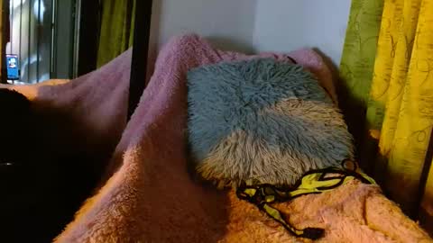 dember_osohot online show from March 2025 12:31:02 AM