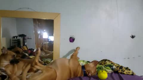 Snapshot of demivercetti chatting on December 2025 04:42:02 AM demivercetti online show from December 2025 04:42:02 AM