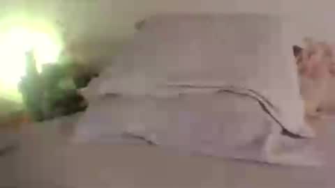 doll_dollys_ online show from June 2026 05:14:02 PM