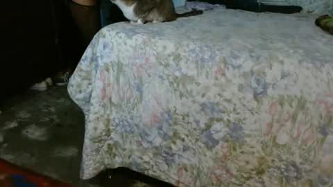 Snapshot of dream_real chatting on October 2025 10:06:01 AM dreamreal online show from October 2025 10:06:01 AM