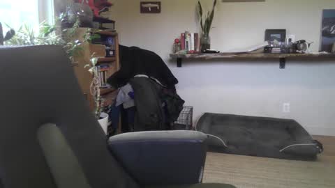 Snapshot of elephantfox chatting on February 2026 07:01:01 PM fox online show from February 2026 07:01:01 PM