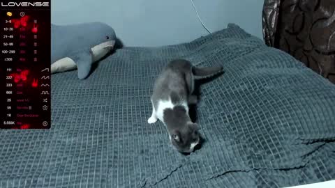 Snapshot of eva_zero chatting on January 2025 01:56:01 PM Eva online show from January 2025 01:56:01 PM