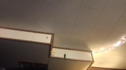 Fae online show from March 2025 06:40:02 AM