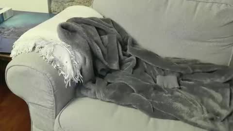 Fid online show from January 2026 08:45:01 PM