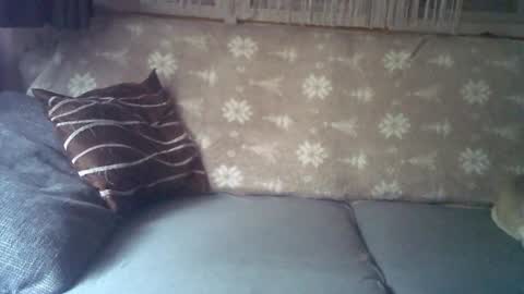 Jane and Findo online show from January 2025 05:51:01 AM