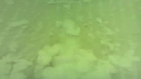 georgempt online show from June 2026 05:42:02 AM