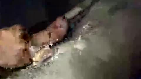 Snapshot of gifted2472 chatting on October 2025 05:06:01 AM gifted2472 online show from October 2025 05:06:01 AM