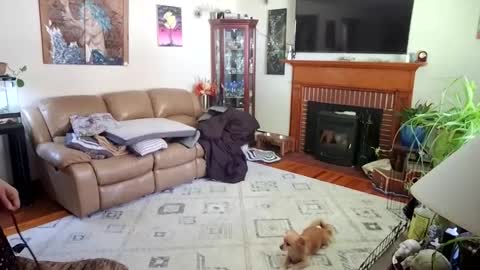 Snapshot of goodgirlcelestecat chatting on October 2025 03:31:02 PM goodgirlcelestecat online show from October 2025 03:31:02 PM