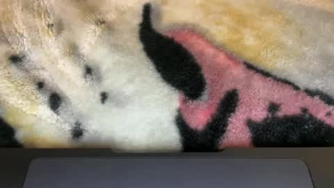 gumbywanna online show from March 2026 06:06:01 AM