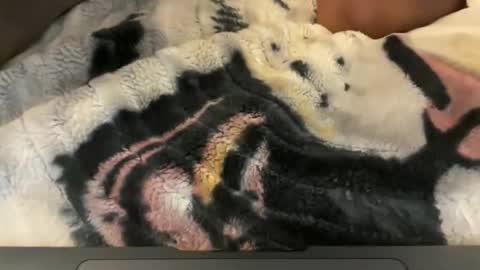 Snapshot of gumbywanna chatting on May 2026 06:31:02 AM gumbywanna online show from May 2026 06:31:02 AM