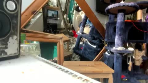 Snapshot of handncocknocum chatting on March 2025 08:18:02 AM handncocknocum online show from March 2025 08:18:02 AM